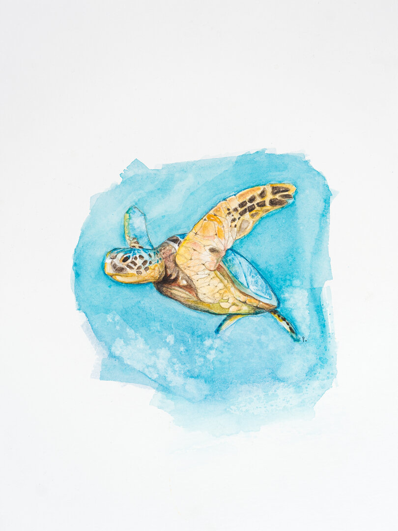 Meeresschildkröte - Marino
