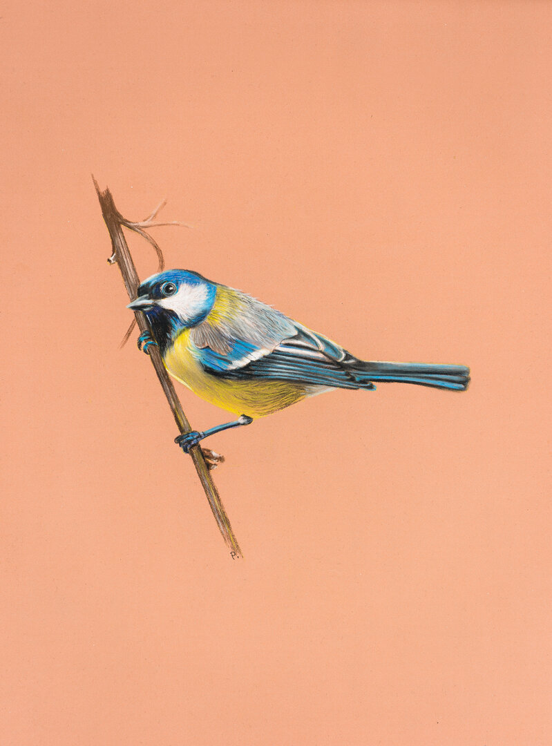 Meise - Fine Art Pastel