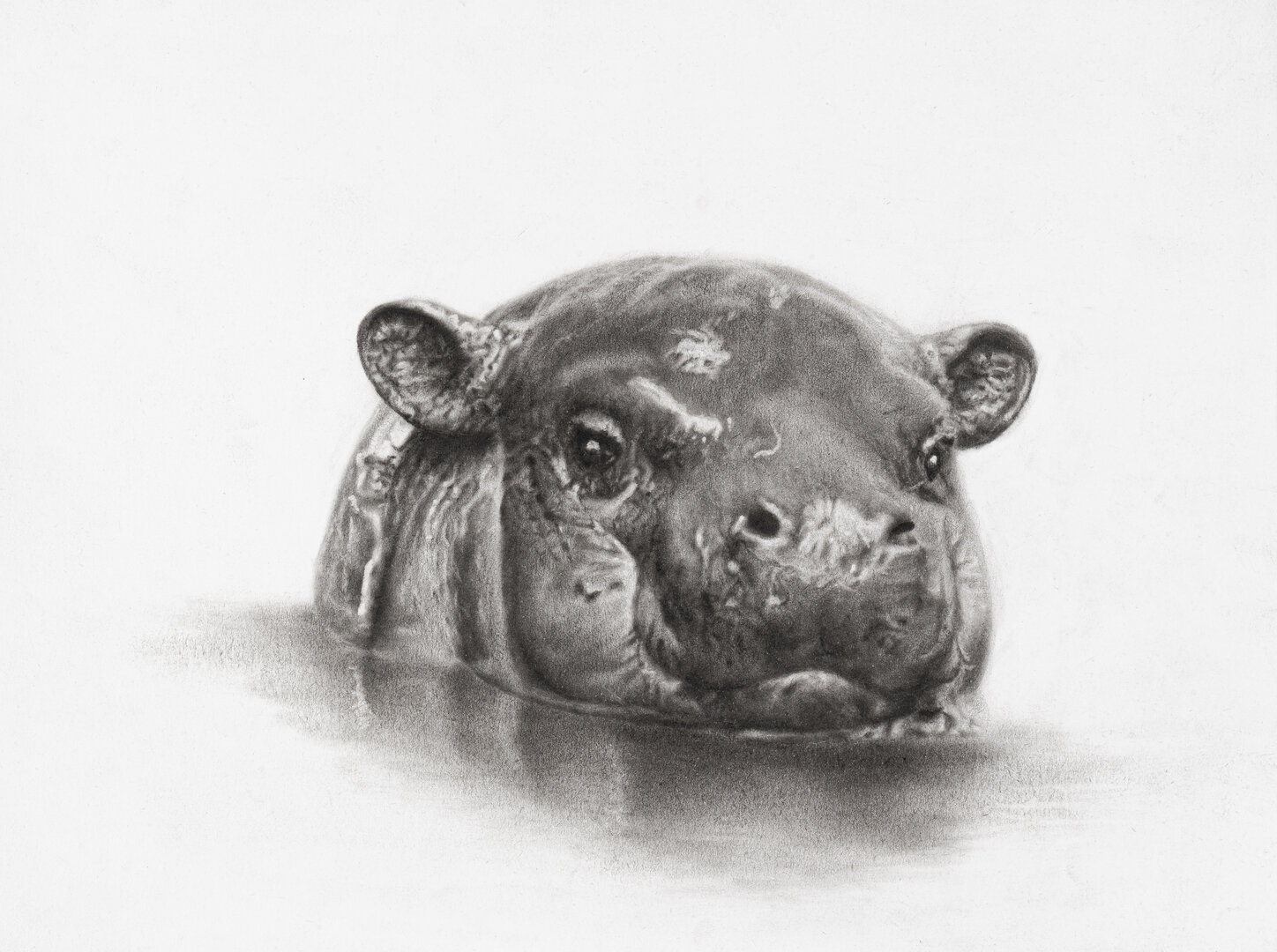 Baby - Nilpferd Kohle